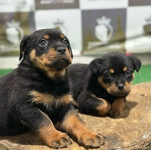 Rottweiler welpen