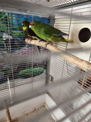 Ziegensittiche Pärchen 