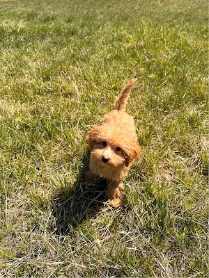 toy pudel Zwergpudel 