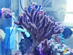 Stylophora pistillata - Milka Ableger SPS Koralle 