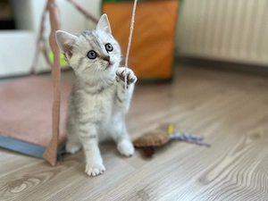 Reinrassige BKH Kitten
