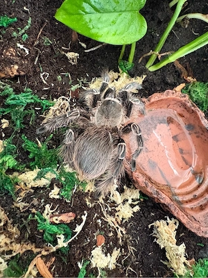 vogelspinnen bestandsreduzierung