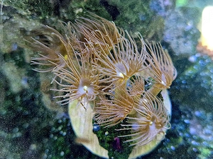 Terrazoanthus - Gelbe Krustenanemone 10 Polypen