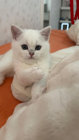 Kurzhaar Kätzchen weiß kitte 