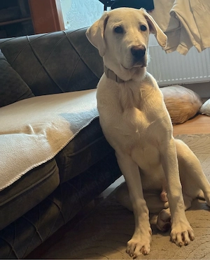 kangal akbas sucht dringend ein zuhause Bild 5