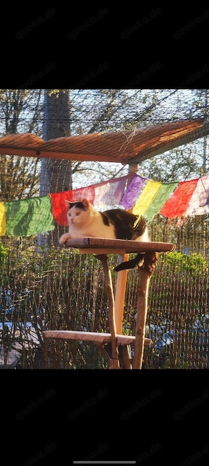 Suche Bauernhof-Kätzchen für meinen 1,5 Jahre alten Kater Chan