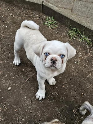 Der letzte Retro Mops Welpe sucht sein Zuhause