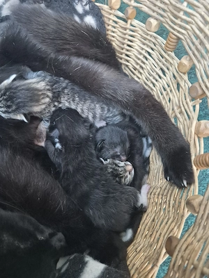 4 süße Katzen Babys 