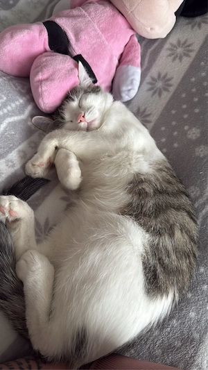 Kater sucht liebevolles zuhause