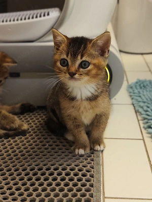 Reinrassige BKH baby Kitten.
