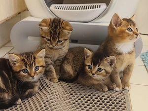 4 süße männliche Reinrassige BKH Kitten.
