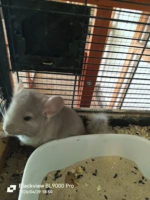 Angora Chinchilla Männchen Jungtier 
