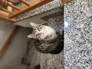 Kater sucht neues Zuhause 