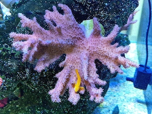 XXL Ableger Sinularia sp. Fingerlederkoralle