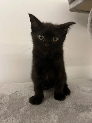 Kitten, Mix aus BKH und Siam 
