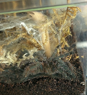 0.0.1. D. Diamantinensis Vogelspinne 