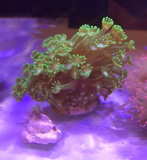 Großer Korallenableger