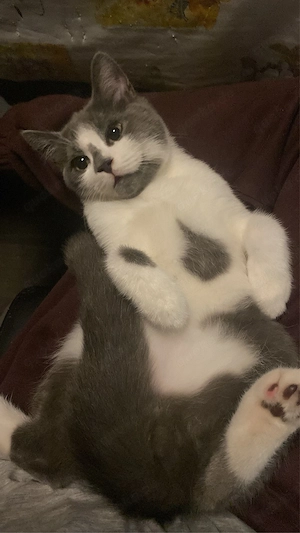 Liebe Kater (BKH) suchen ein neues Zuhause