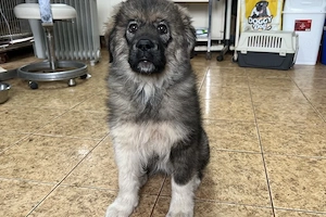 Flauschiger Teddy Aluna sucht Zuhause