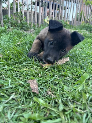 Reinrassige malinois Seltene farbe 
