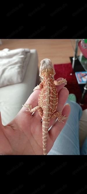 Bartagame Leatherback Jungtier