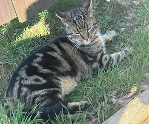 verkauft wird ein wunderschöner kater