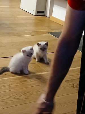 Verspielte und verschmuste Kätzchen suchen neues Zuhause   