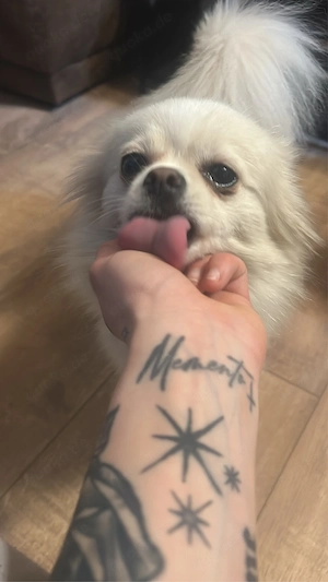 liebe Zwergspitz Pomeranian Hündin sucht zuhause