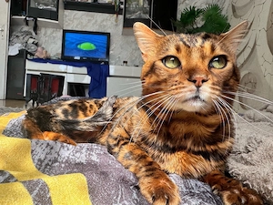 kater zum abgeben