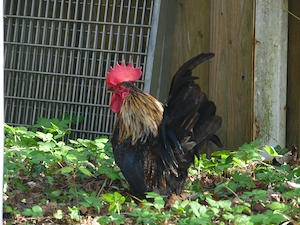 Chabo - Zwerghühner - Hähne suchen ein neues Zuhause