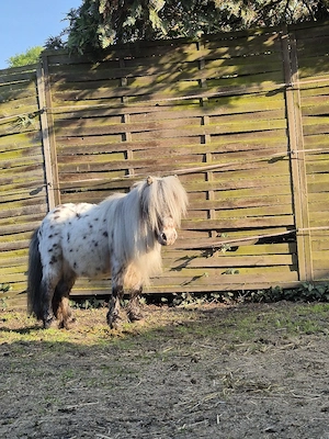 schicker Mini Hengst Bild 9