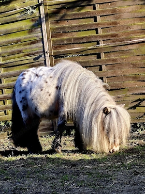 schicker Mini Hengst Bild 8