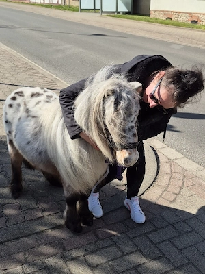 schicker Mini Hengst