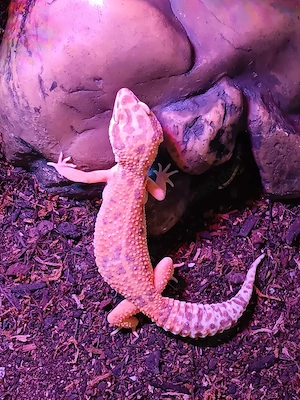 Verkaufe oder Tausche 1.2 Leopardgeckos ca 3 Jahre alt. 