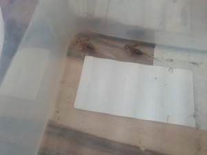 Axlotl 5 cm groß 