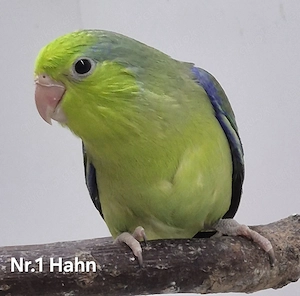 Blaugenick-Sperlingspapageien