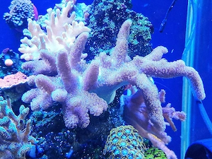 Sinularia mollis - Ableger Fingerlederkoralle 