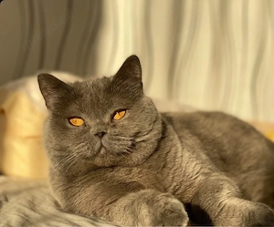 Liebevolle Britisch Kurzhaar Katze (weiblich) sucht ein neues Zuhause