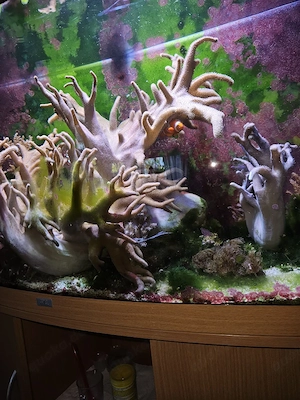 Auflösung Meerwasseraquarium  Bild 5