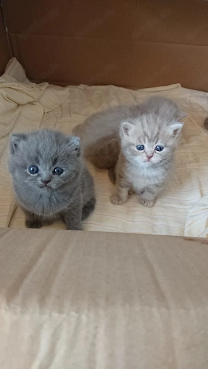 Bkh Katzenbabys suchen ein neues Zuhause 