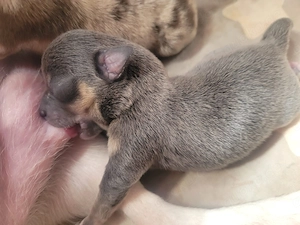 Zwei wunderschöne Chihuahua Rüden 