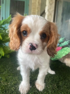 Cavalier King Charles Spaniel Welpen in Neu-Ulm