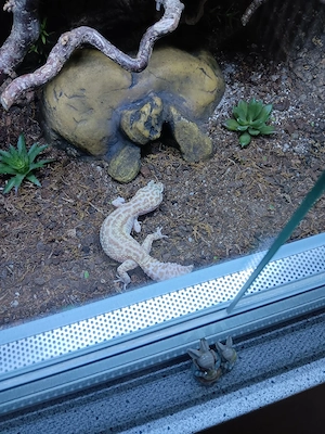 Verkaufe oder Tausche 1.2 Leopardgeckos ca 3 Jahre alt.  Bild 2