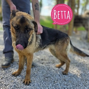 Betta, traumhafte Deutsche Schäferhündin braucht trotz Schönheitsfehler ein Zuhause!
