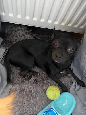 Chihuahua Rüde zum Decken