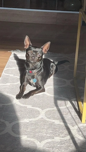 Hirsch-Kopf Deckrüde Chihuahua