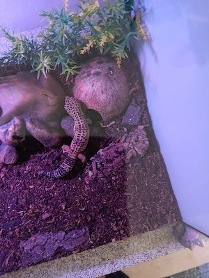 Verkaufe oder Tausche 1.2 Leopardgeckos ca 3 Jahre alt.  Bild 3