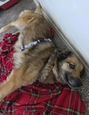 Maya - ein anhänglicher Schatz - wäre gern Einzelprinzessin