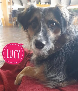 Lucy, junge Collie Mischlingshündin, bereits auf Pflegestelle in Deuschland