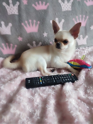 Schwarze dreifarbige Chihuahua-Hündin zu verkaufen Bild 5